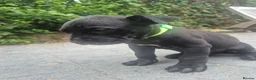 Presa Canario dogs for sale: Presa Canario Puppies ♥️  - Advert 8