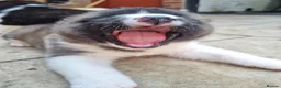 Akita dogs for sale: Pure breed American Akita puppies for sale - Advert 17