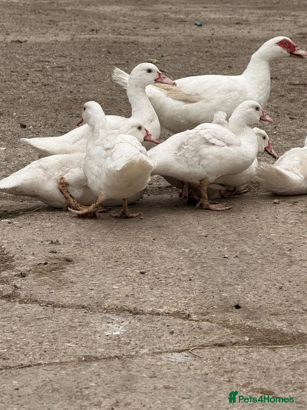 Ducks poultry for sale: Muscovy Ducklings for sale  - Advert 2