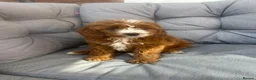 Cavapoo dogs for sale: Cavapoo girl for sale in Liverpool - Advert 2