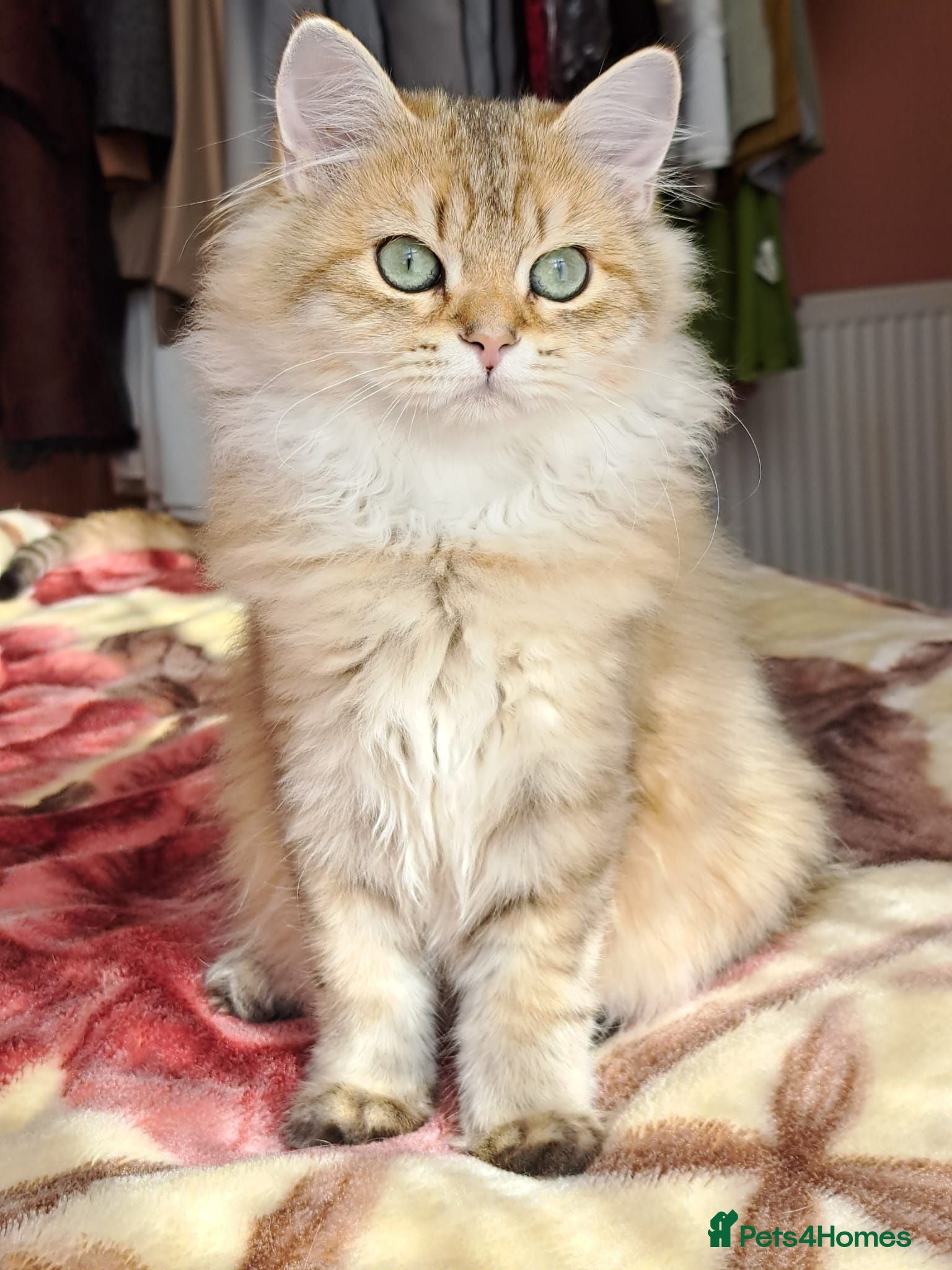 British Longhair cats British Longhair/Shorthair golden shaded pedigree  - Advert 2