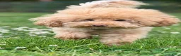 Toy Poodle dogs for stud: K.C. Registered, health tested proven stud - Advert 2