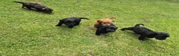 Cockapoo dogs for sale: Cockapoo pups in Wingate - Advert 10