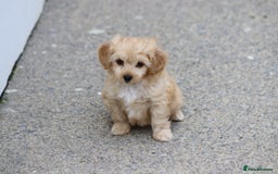 Cavapoochon dogs for sale: Beautiful Cavapoochon boy for sale - Image 4