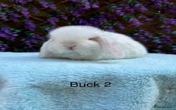 Mini Lop rabbits for sale: Pure bred Mini lops  - Image 5