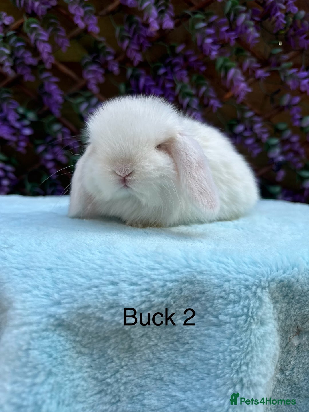 Mini Lop rabbits for sale: Pure bred Mini lops  - Image 5