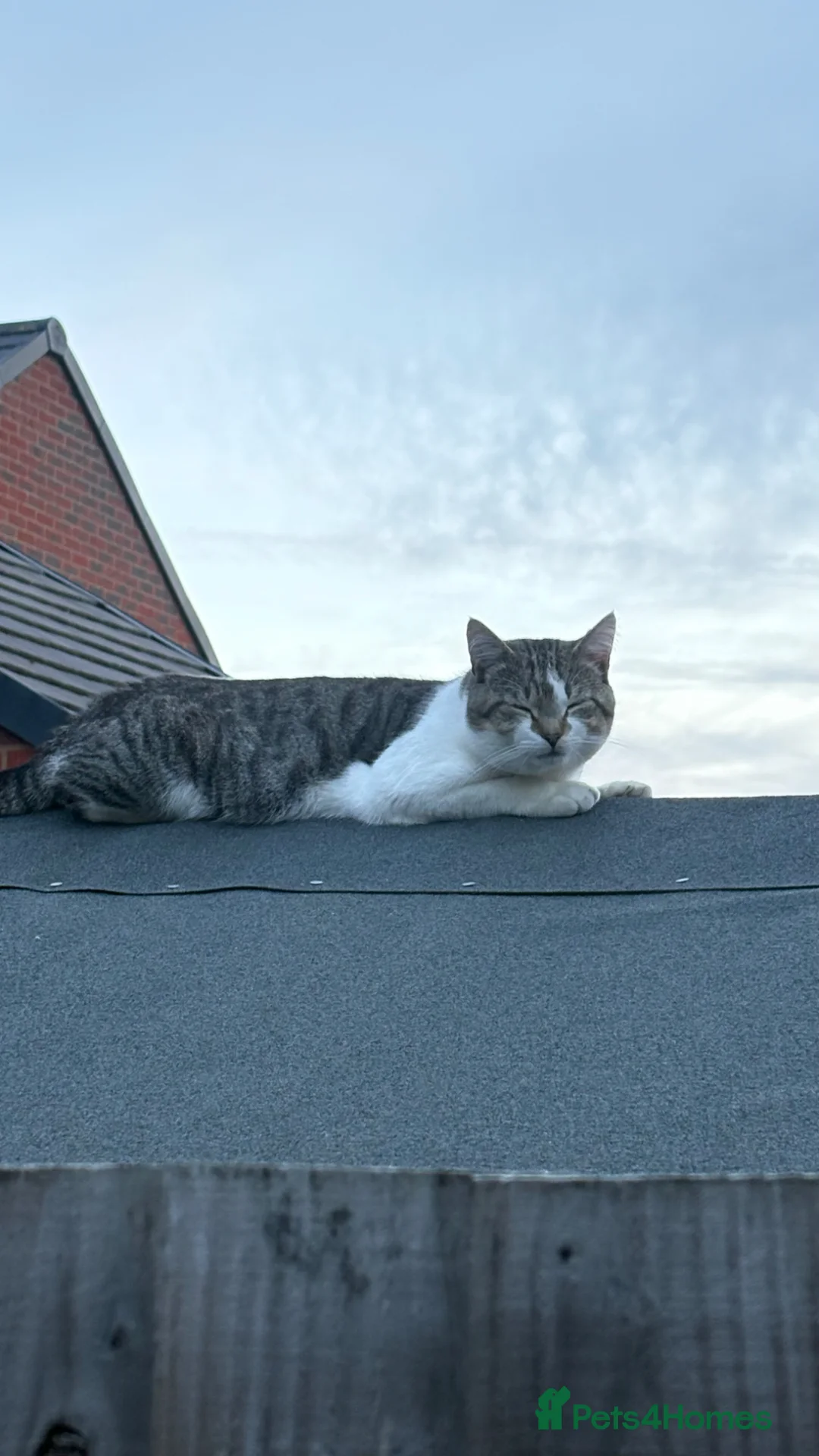Mixed Breed cats for sale:     Adorable Friendly Cat Looking for a Home - Advert 2