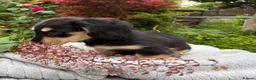 Miniature Dachshund dogs for sale: GORGEOUS KC reg PRA CLEAR MINI DACHSHUND PUPPIES - Advert 16