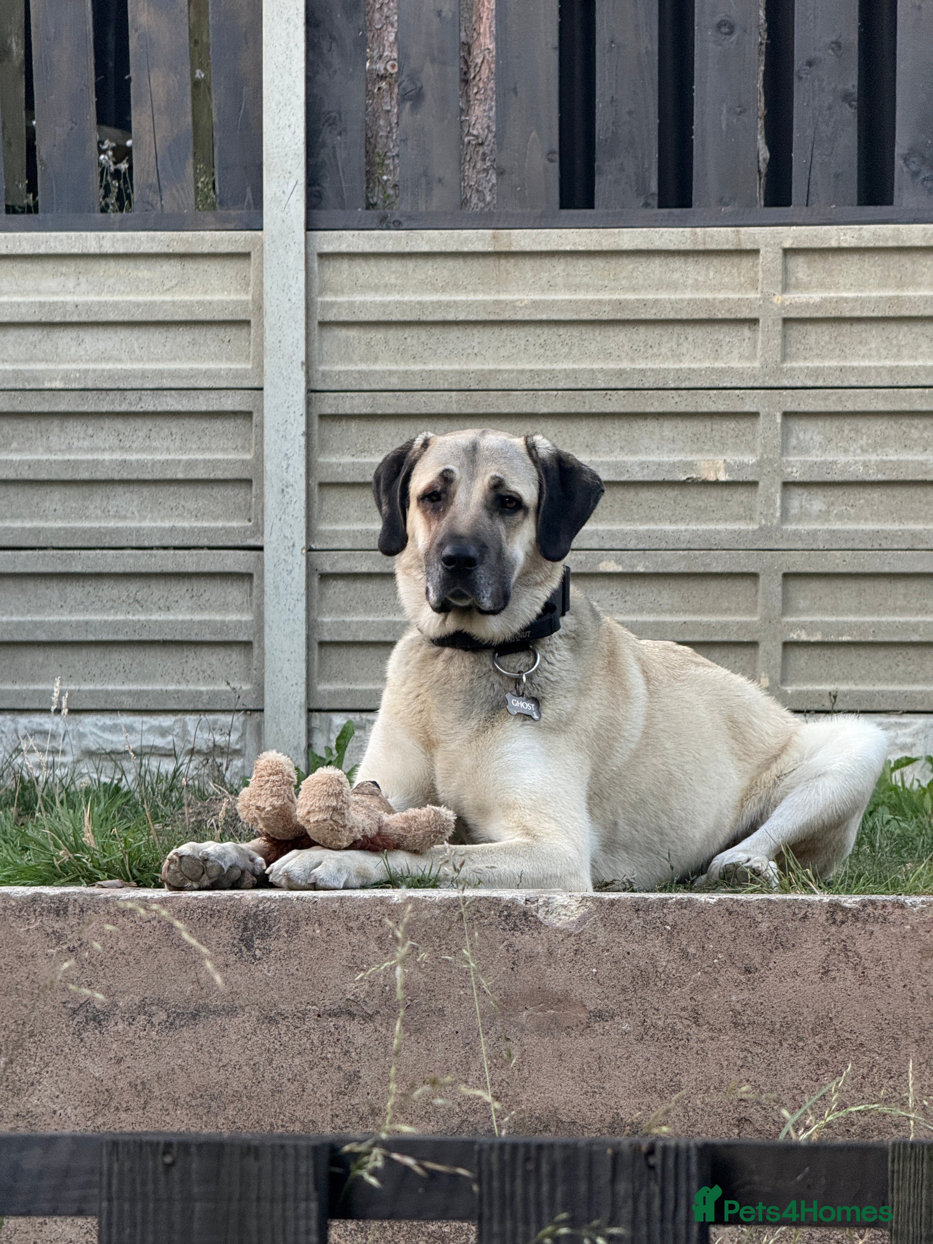 Turkish Kangal dogs Ghost Turkish kangal (she) - Advert 3