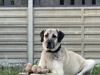 Turkish Kangal dogs Ghost Turkish kangal (she) - Advert 3