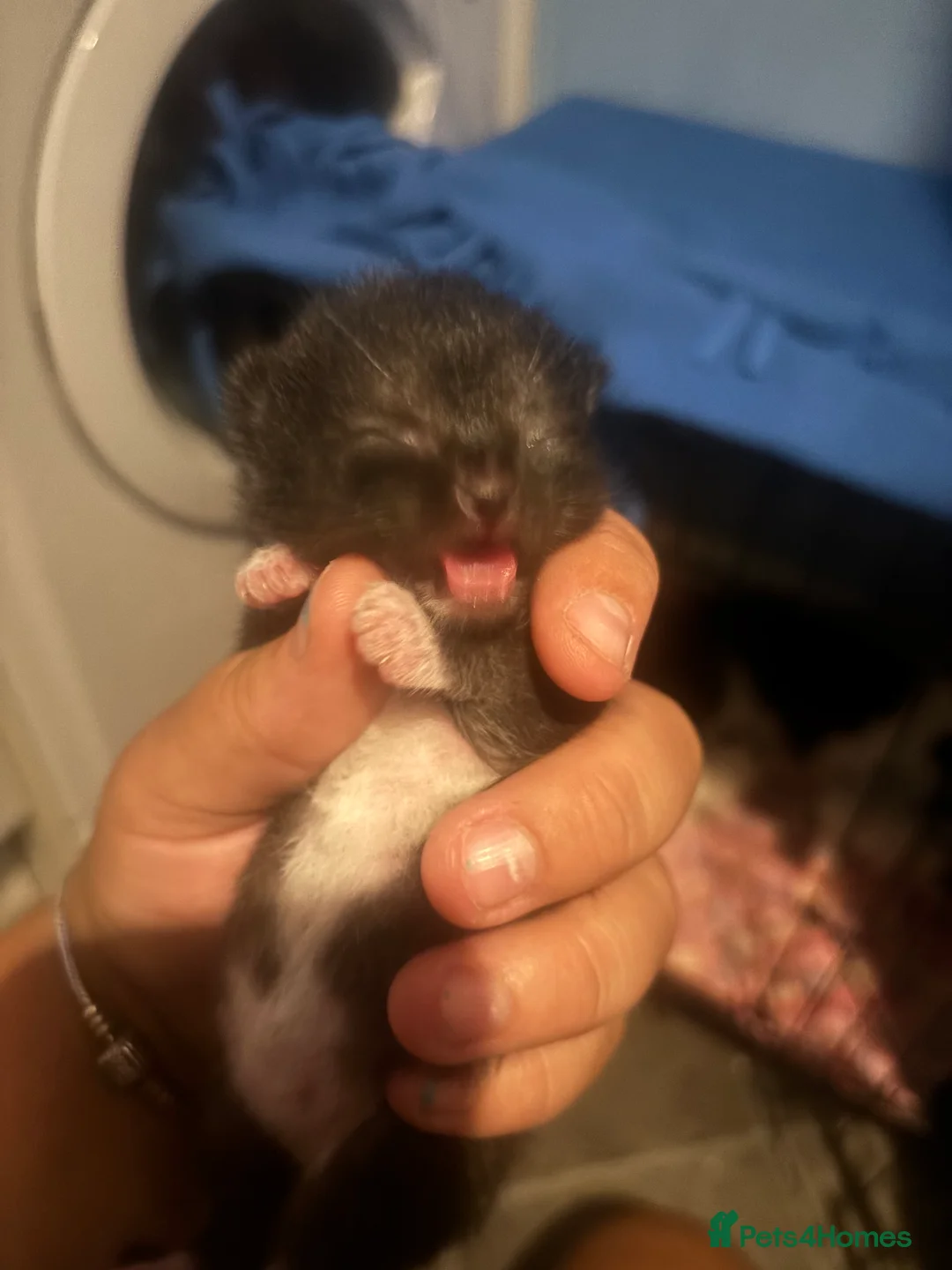 Mixed Breed cats for sale: 3 kittens for sale  in Worcester Park - Advert 2