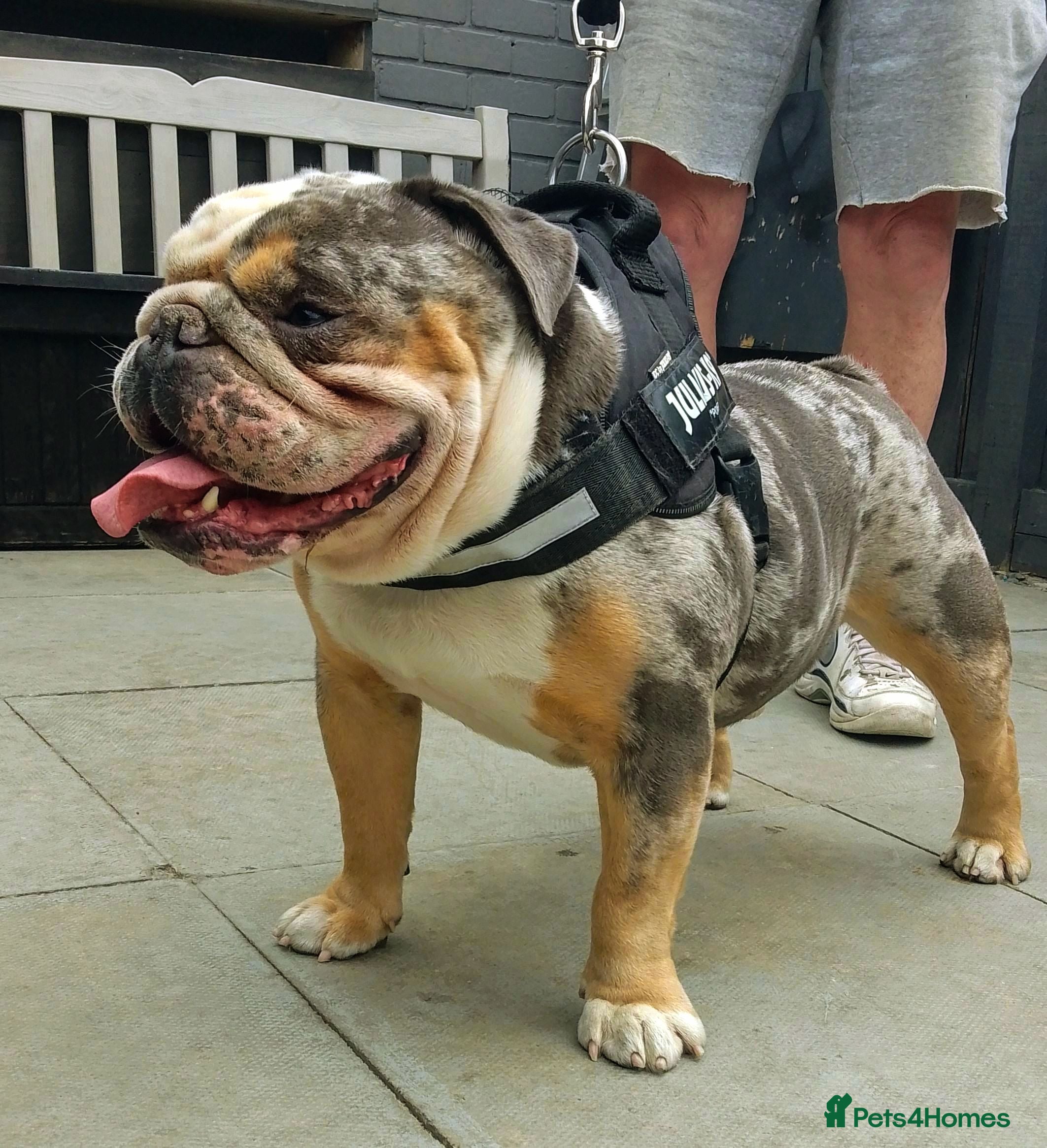 Olde English Bulldogge dogs bulldog for stud - Advert 2