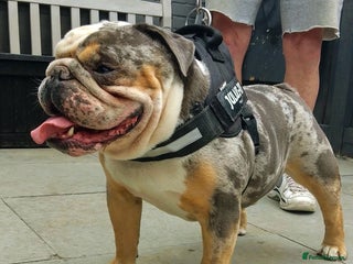 Olde English Bulldogge dogs bulldog for stud - Advert 2
