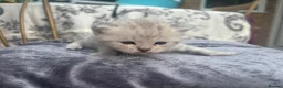 British Shorthair cats for sale: Exquisite British shorthair kittens - Advert 22