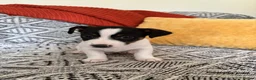 Jack Russell dogs for sale: Miniature Jack Russell  - Advert 1
