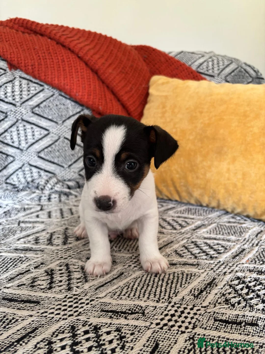 Jack Russell dogs for sale: Miniature Jack Russell  - Advert 1