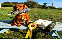 Cocker Spaniel dogs for stud: Health tested. Carries tan. KC reg in Blandford Forum - Image 3