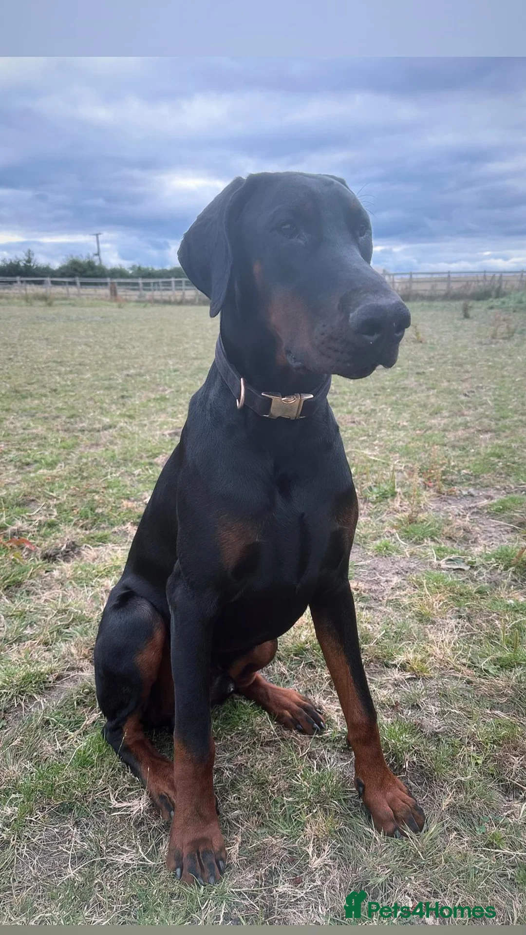 Dobermann dogs for stud: FCI Registered European male for stud - Advert 3