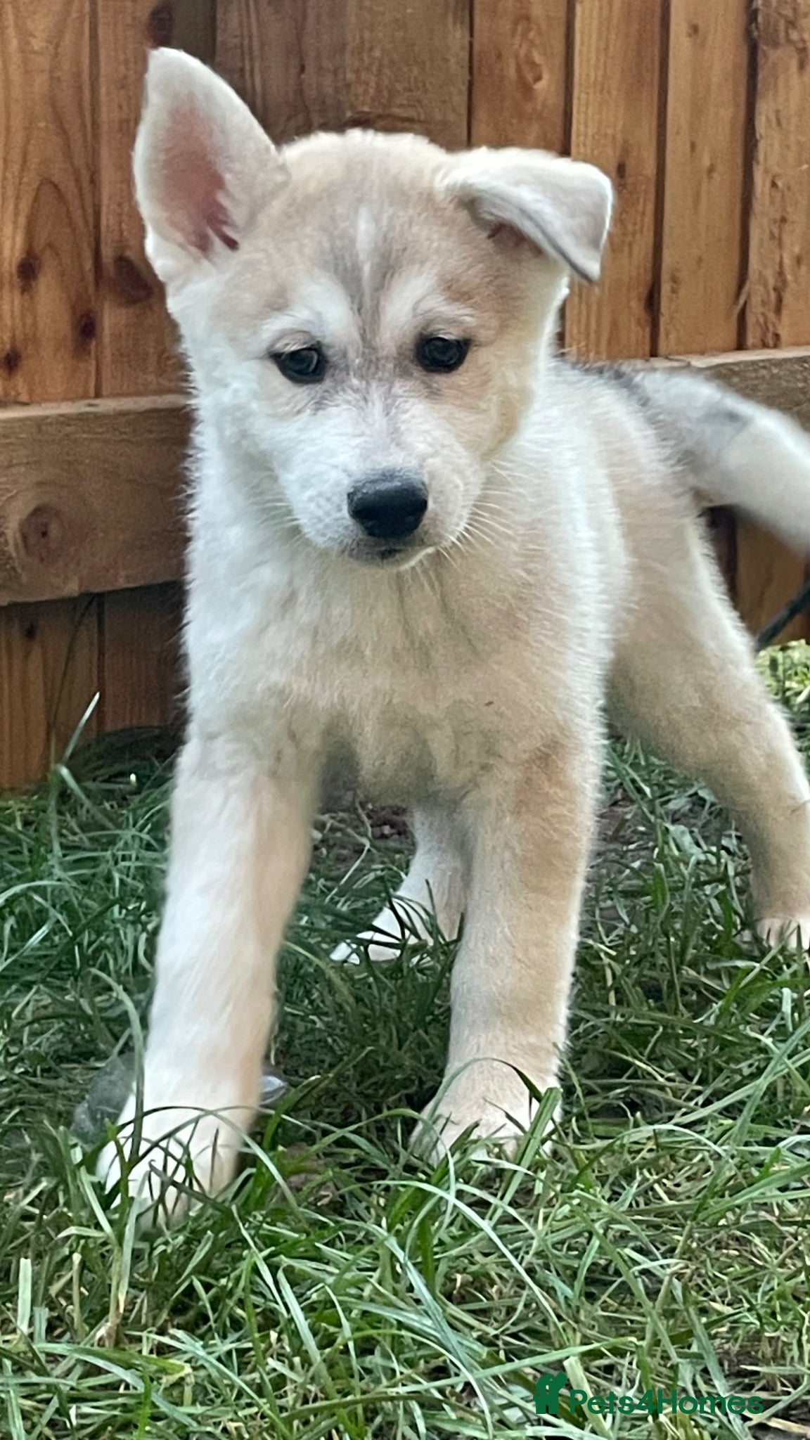 Siberian Husky dogs Husky Siberian 1 male pup (not blue eyed)  - Advert 11