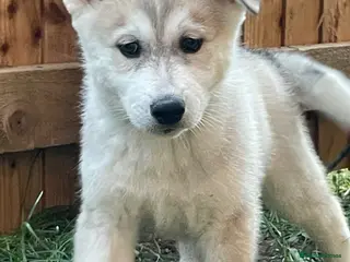 Siberian Husky dogs Husky Siberian 1 male pup (not blue eyed) - Advert 11