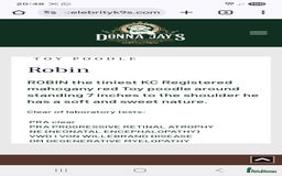 Cavapoo dogs for sale: F1bb extensively health tested caverpoo pups  - Advert 6