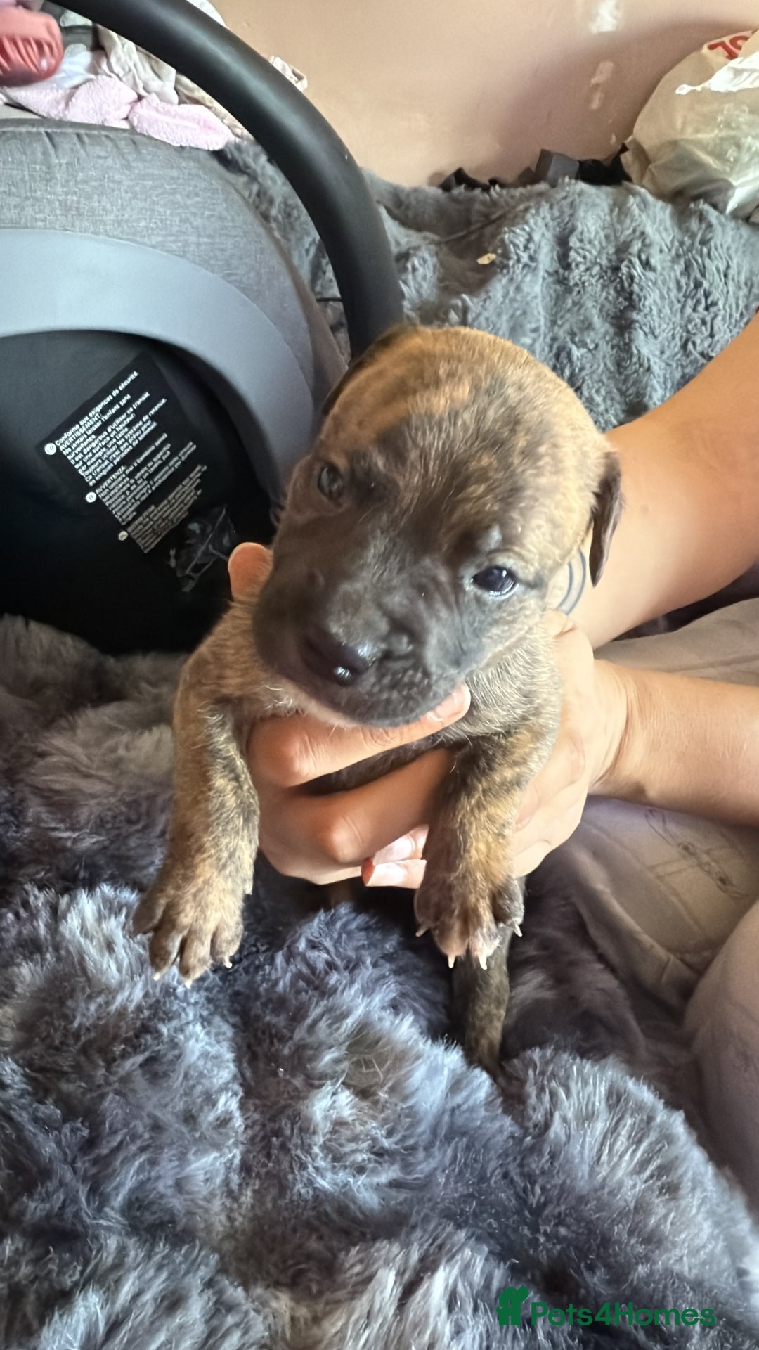 Mixed Breed dogs for sale: Puppies - Image 5