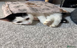 Domestic Shorthair cats for sale: Benji (Urgent rehoming) - Image 5