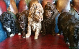 Cavapoo dogs for sale: Gorgeous f1bb Multicolour Cavapoo pups - Image 4