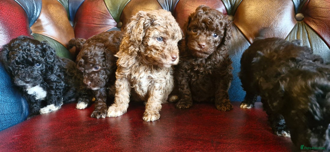 Cavapoo dogs for sale: Gorgeous f1bb Multicolour Cavapoo pups - Image 4
