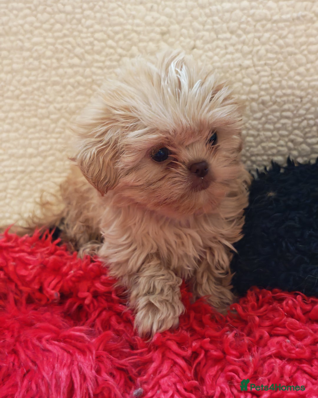 Shihpoo dogs for sale: imperial shihtzu xshipoo - Image 11