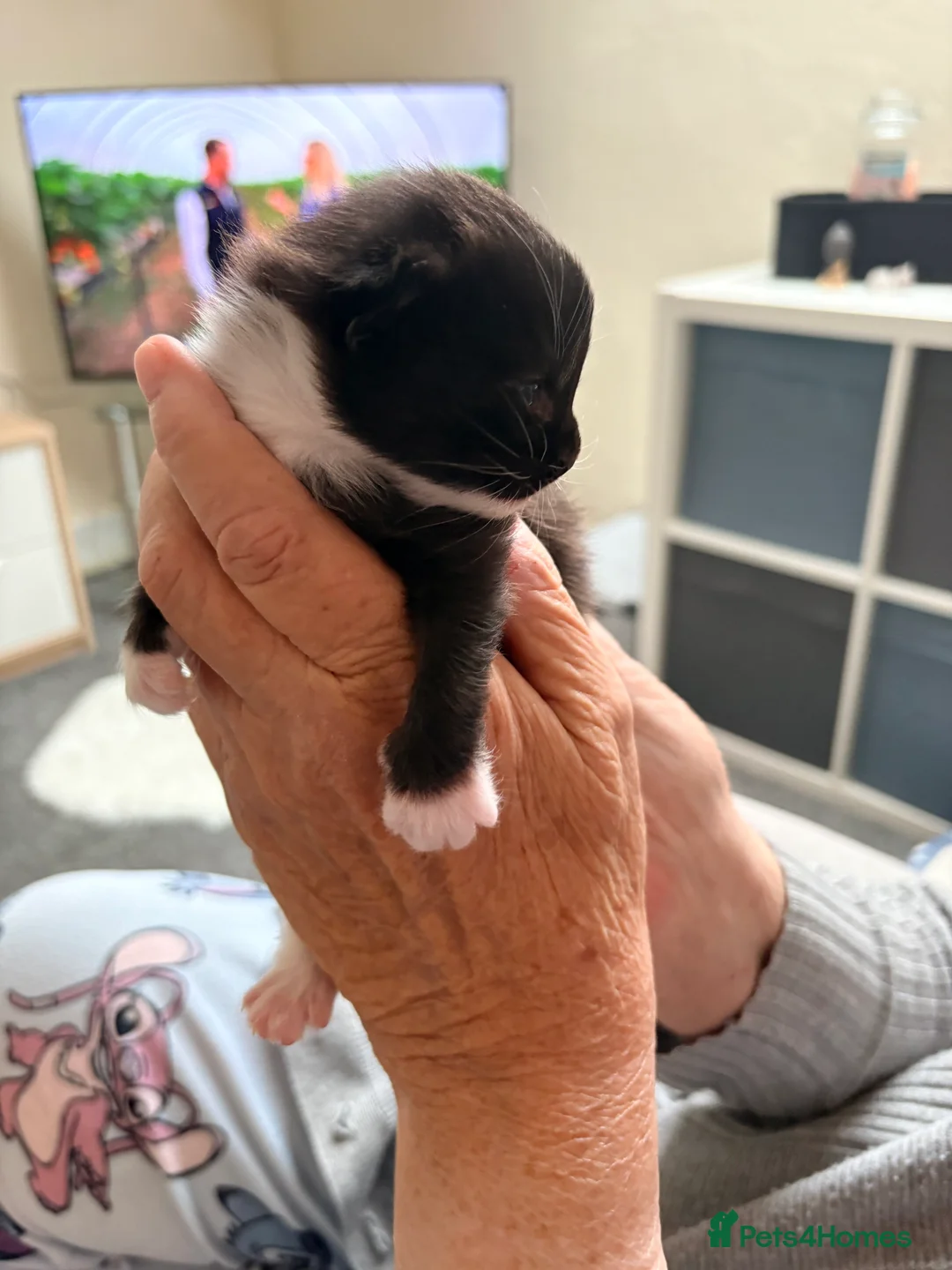 British Shorthair cats for sale: 3 Gorgeous Kittens - Advert 2