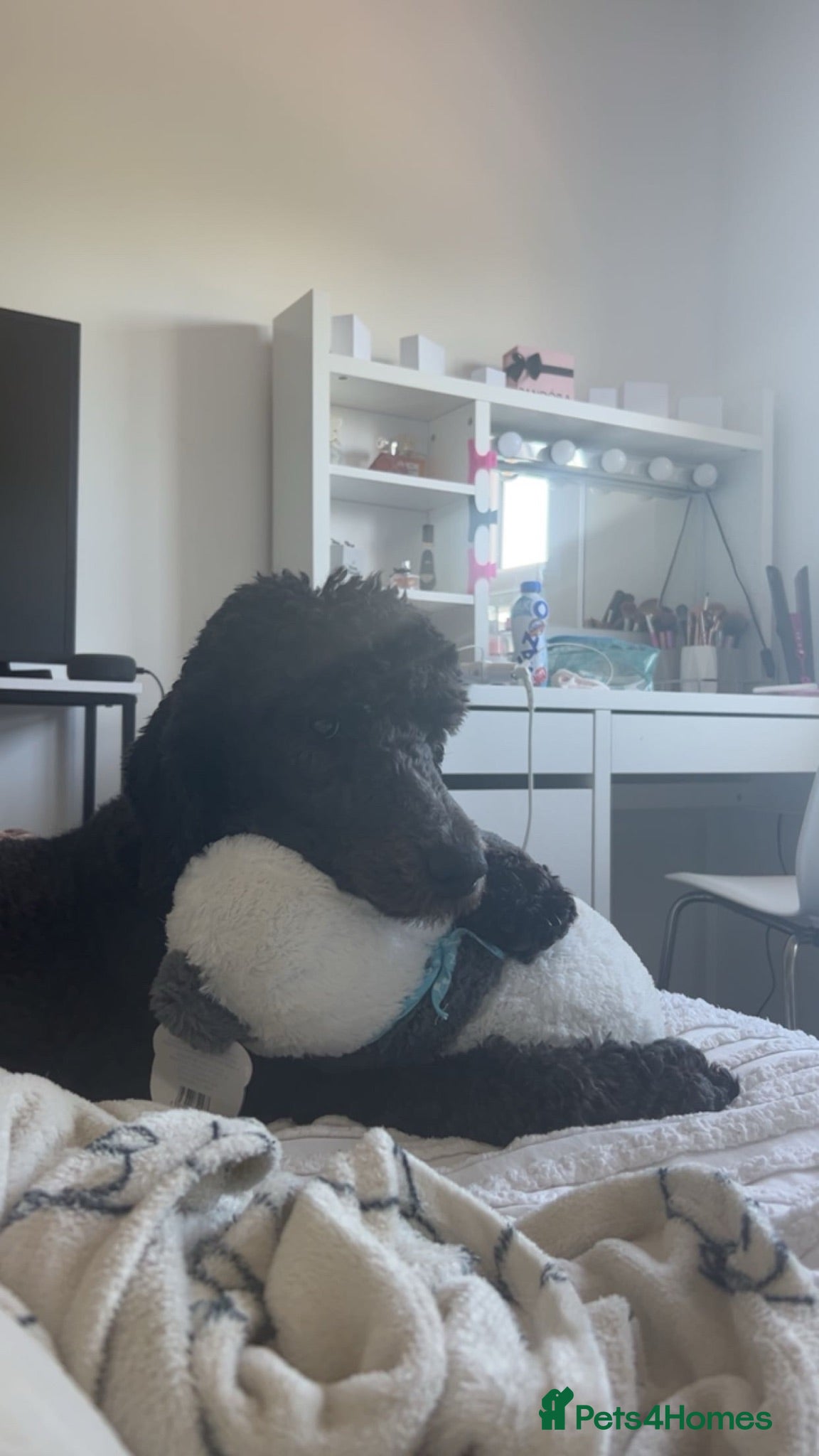 Standard Poodle dogs poppy  - Advert 4