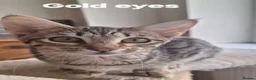 Savannah cats for sale: TICA SBTF7 Silver girl Europa very freindly - Advert 9