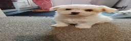 Bichon Frise dogs for sale: 2 Male and 2 female - Advert 5