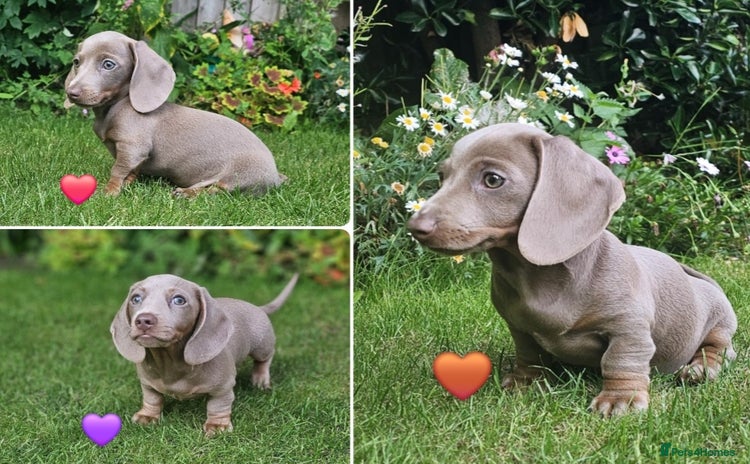 Miniature Dachshund dogs - Advert 1