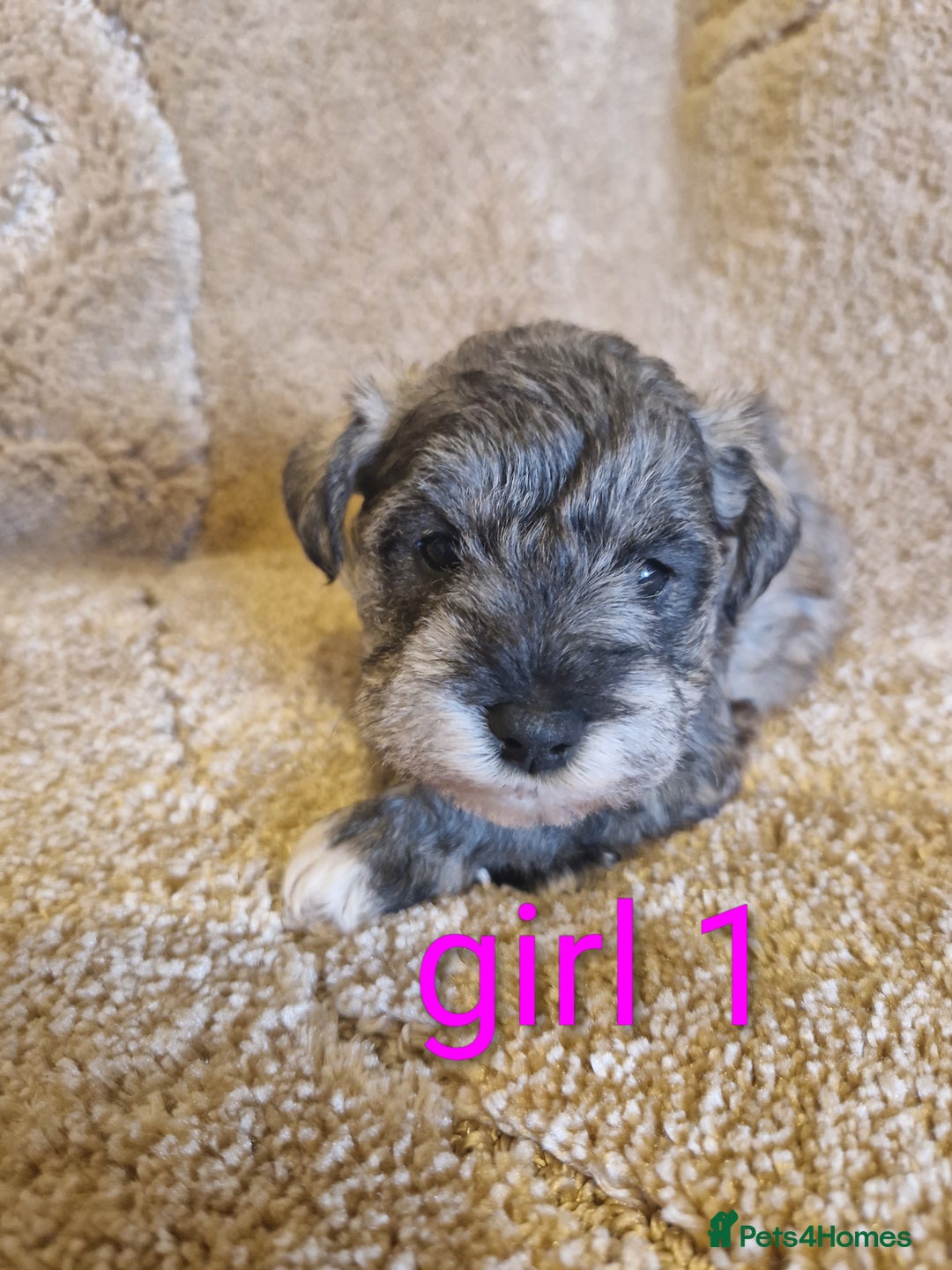 Miniature Schnauzer dogs for sale:  Cute miniature Schnauzer pups - Advert 6