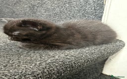 Mixed Breed cats for sale: One male and female kitten - Image 5
