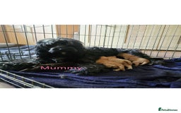 Sproodle dogs for sale: 2nd generation 1/4springer 3/4poodle - Image 10