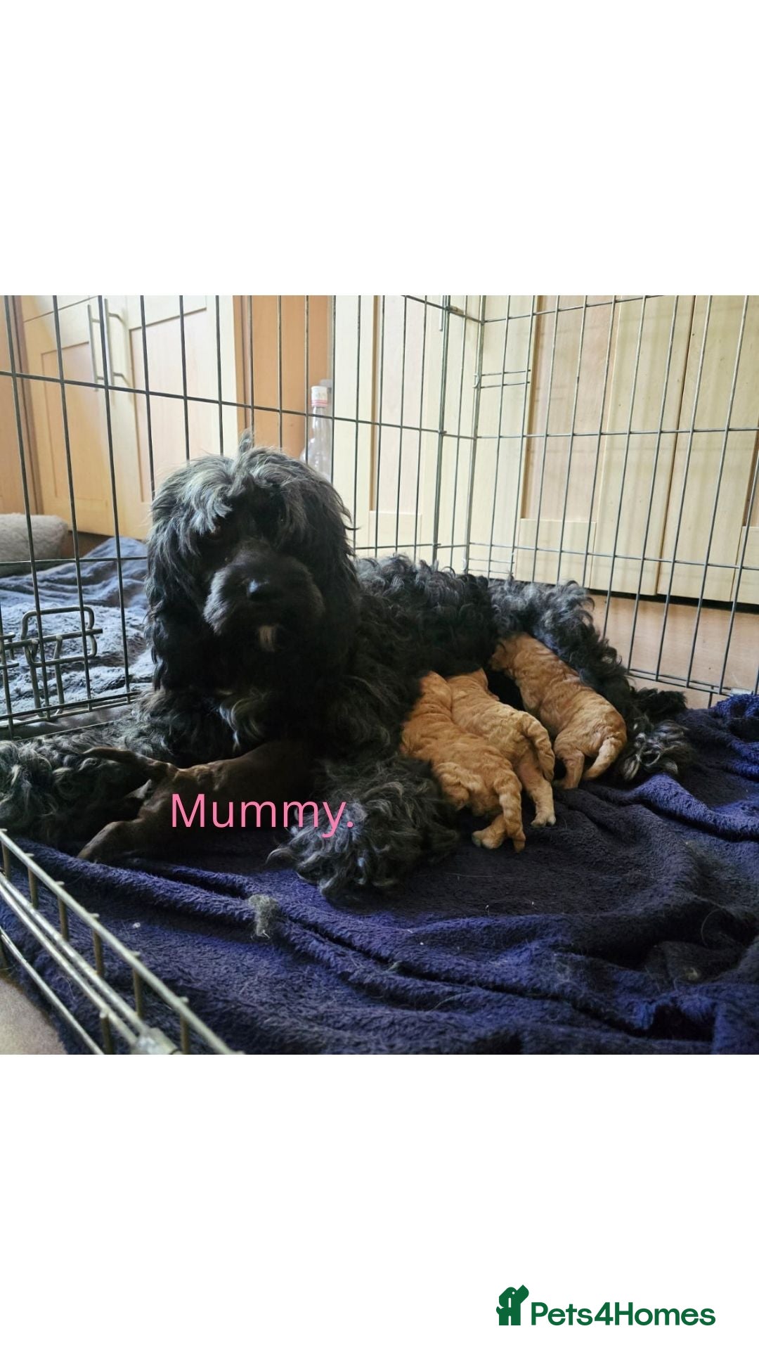 Sproodle dogs for sale: 2nd generation 1/4springer 3/4poodle - Image 10