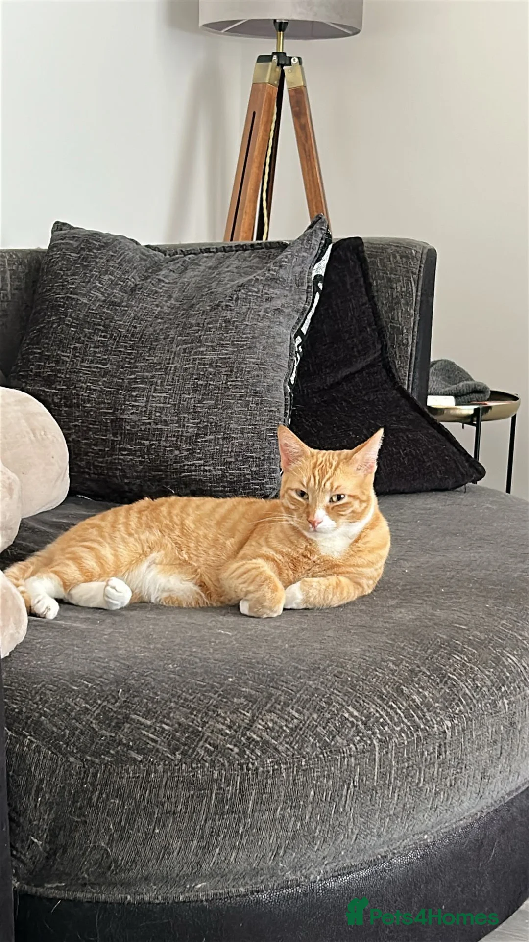American Shorthair cats for sale: Tigger in Salford - Advert 2