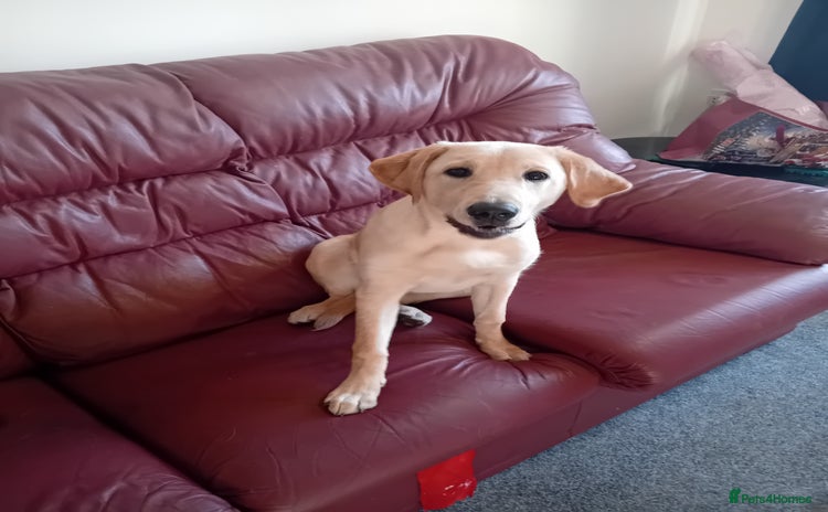Labrador Retriever dogs - Advert 4