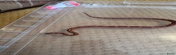 Corn Snake reptiles for sale: Corn snake hatchlings cb25 corn snakes  - Advert 10