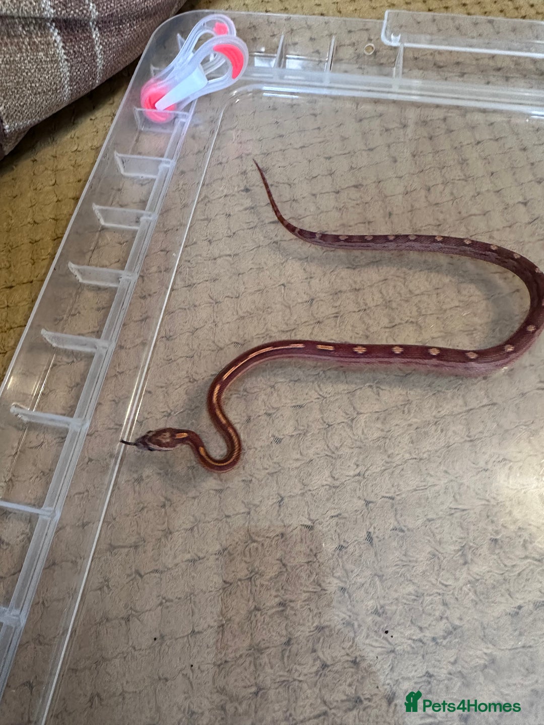 Corn Snake reptiles for sale: Corn snakes and leopard geckos babies - Image 14