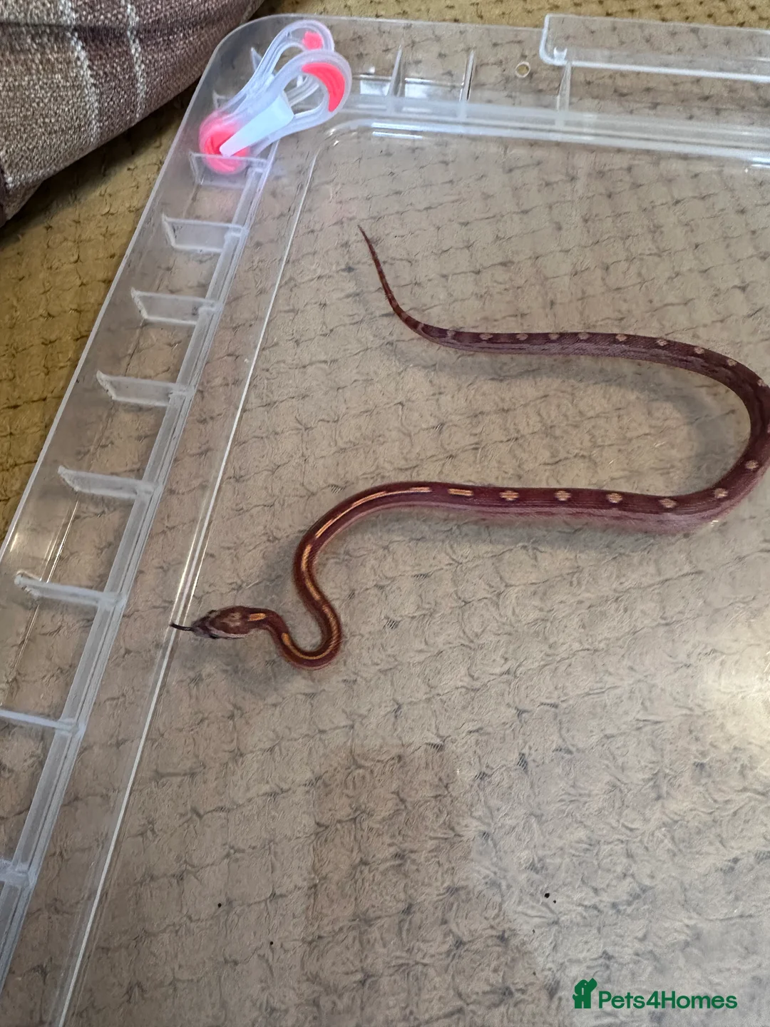 Corn Snake reptiles for sale: Corn snake hatchlings cb25 corn snakes  - Advert 10
