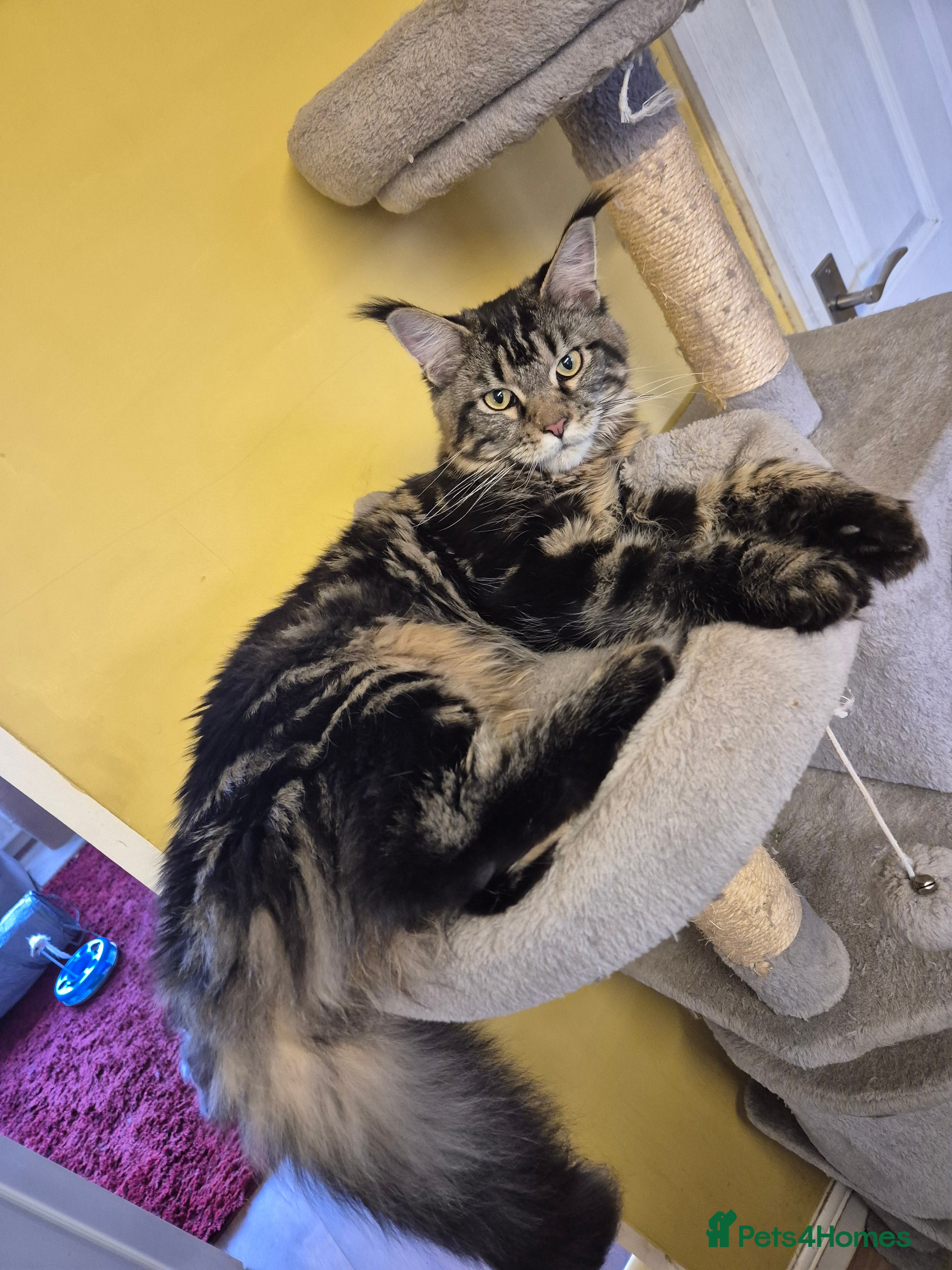 Maine Coon cats Classic Brown Tabby Girl - Advert 1