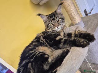 Maine Coon cats Classic Brown Tabby Girl - Advert 4