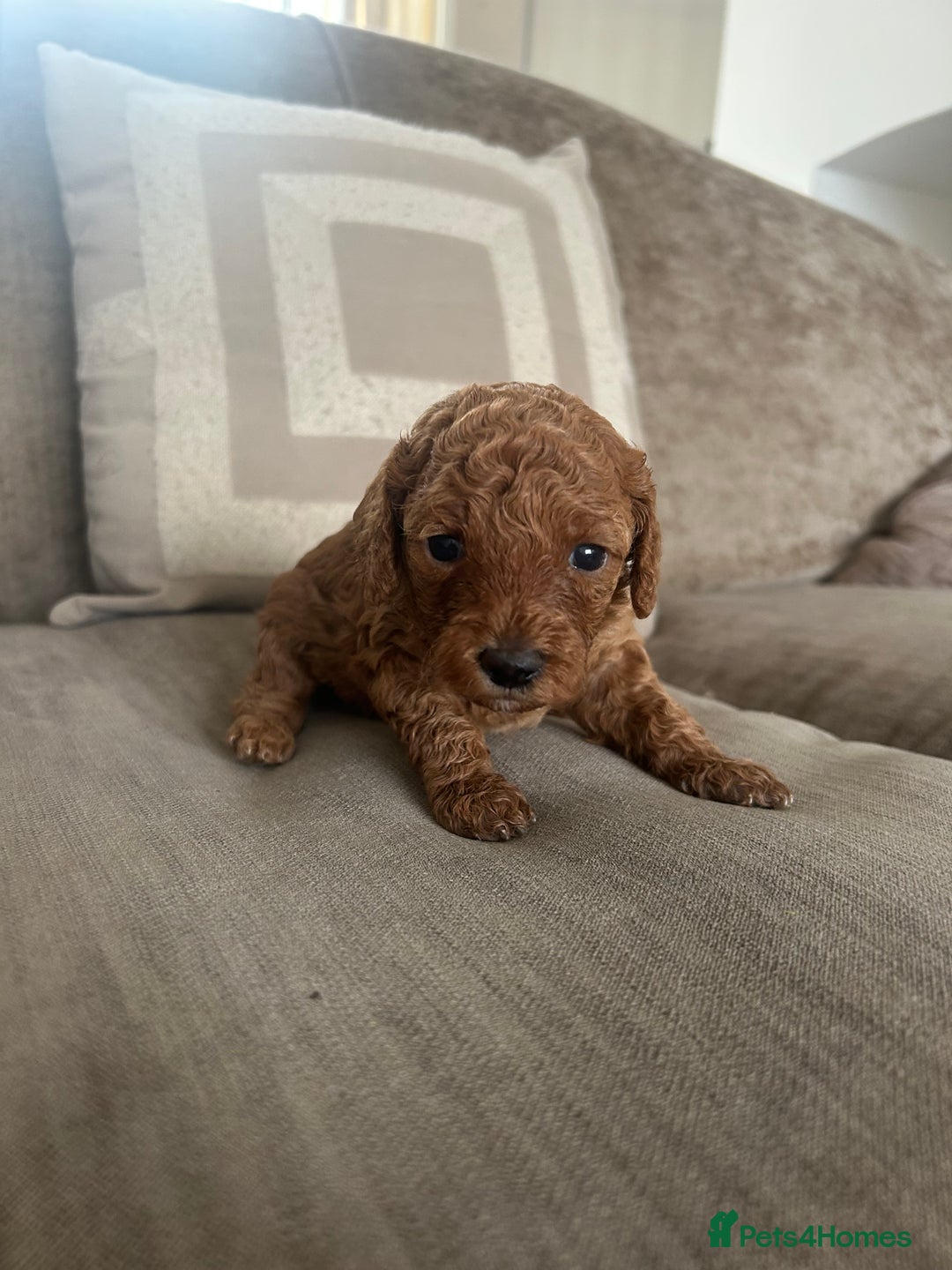 Cockapoo dogs for sale: Cockapoo babies  - Image 6