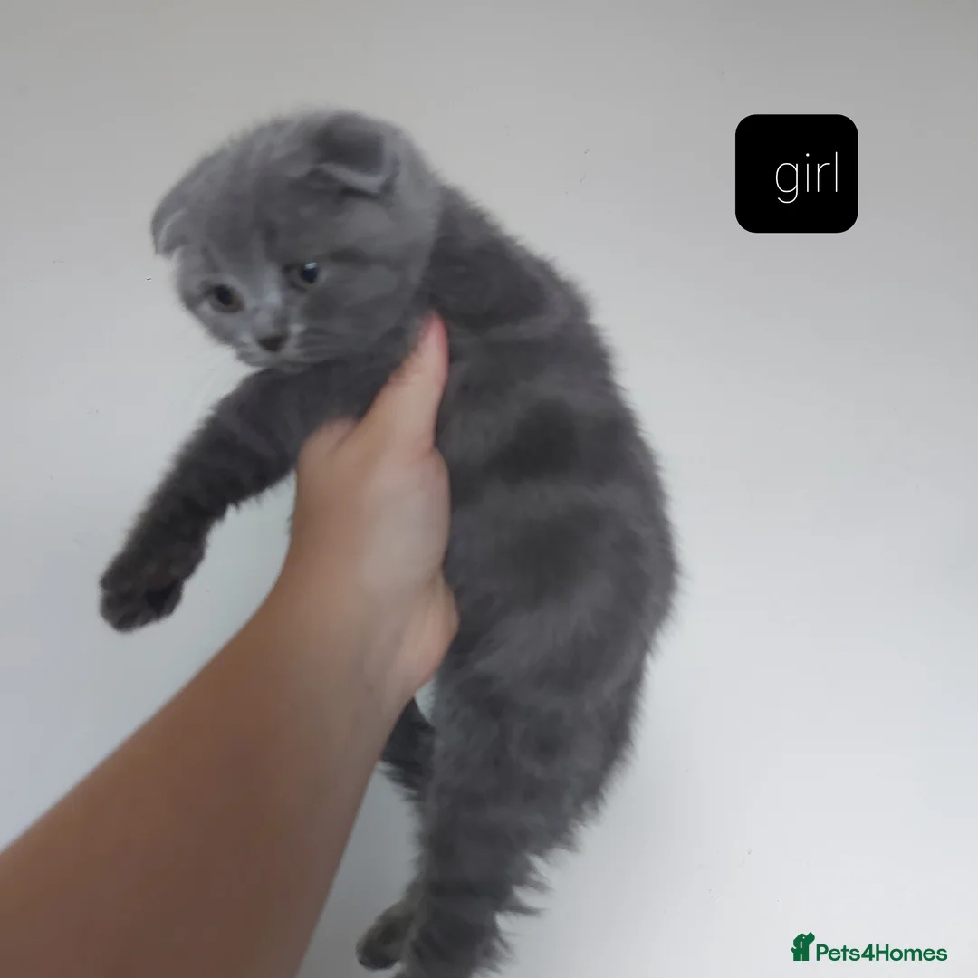 Scottish Fold cats for sale: Bradford scotish fold-british shorthair kittens  - Advert 2