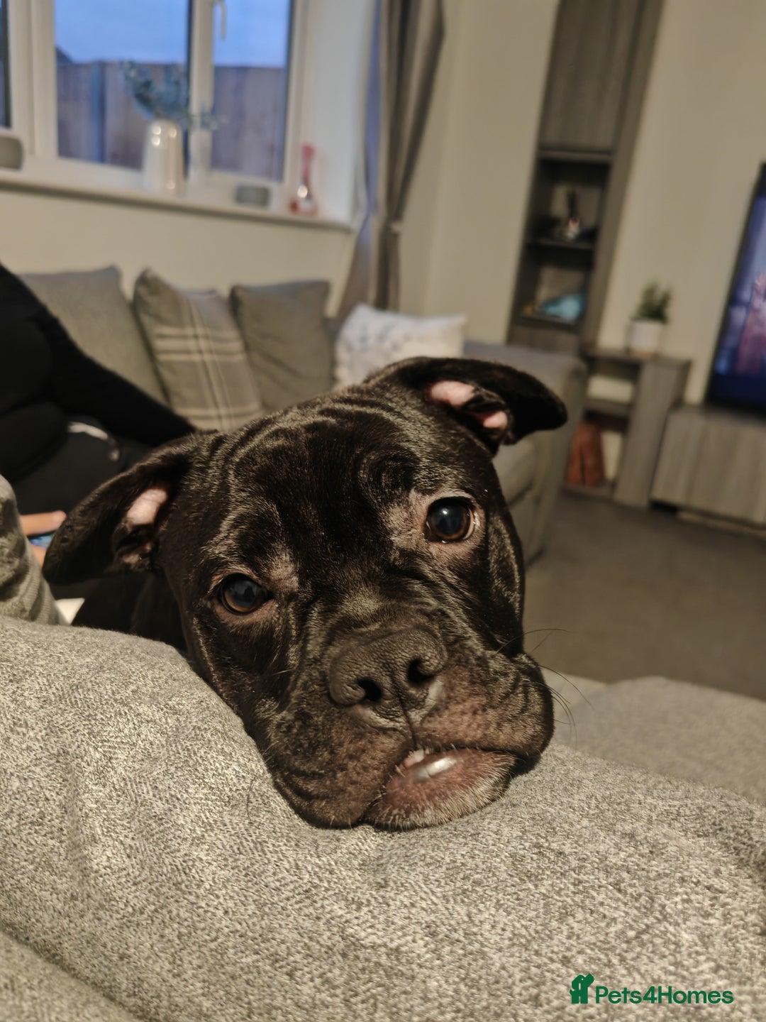 Mixed Breed dogs for sale: Mickey 🐕 - Advert 4