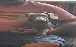 Dachshund dogs for sale: Dashund male (Hamish) 9 months old - Image 3